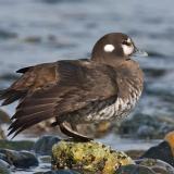 image gallery: harlequin duck hen
